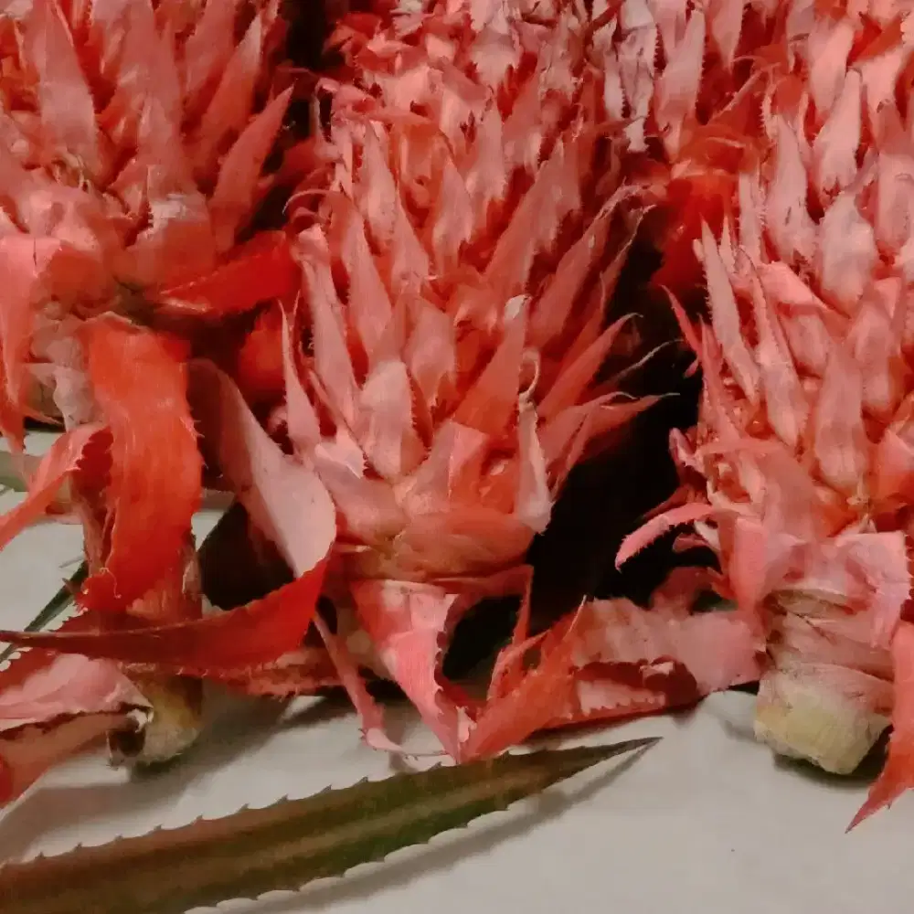 Nanas muda / nanas merah hutan