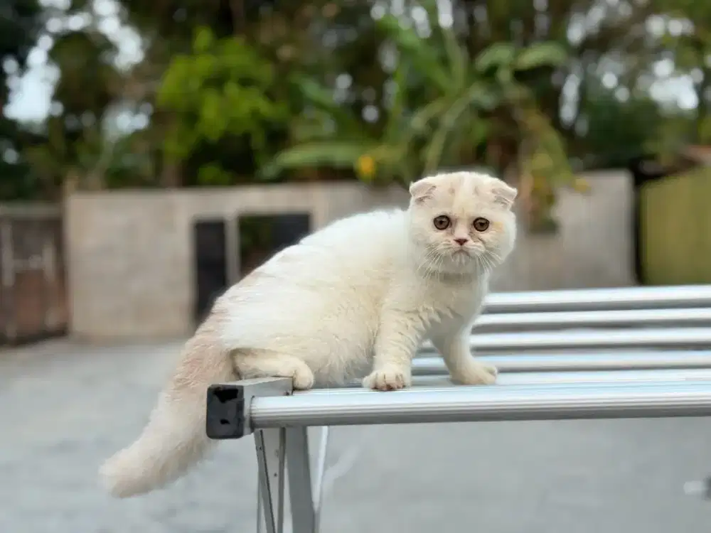 Kucing Scottish fold jantan 4bulan