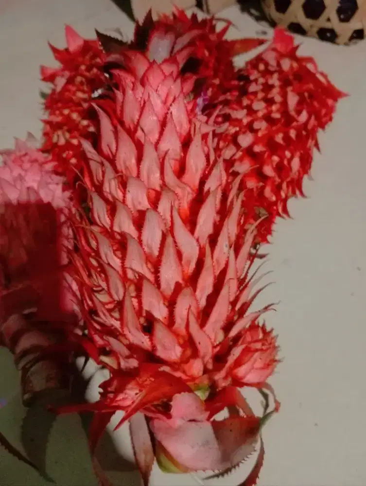 Nanas merah / nanas muda segar