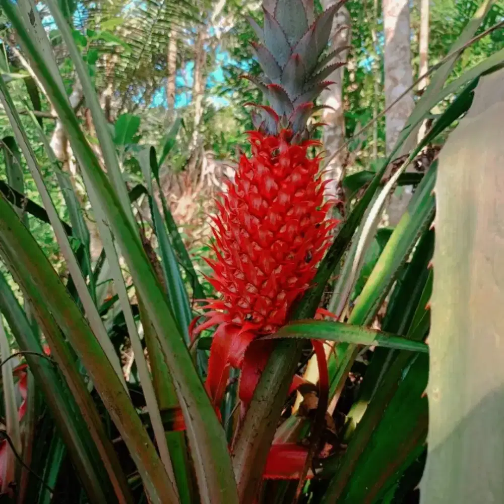 Nanas merah / nanas muda fresh