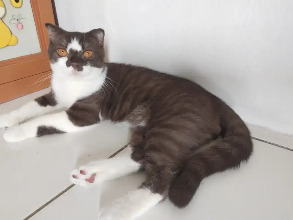 Choco jantan line cinamon usia 9bln