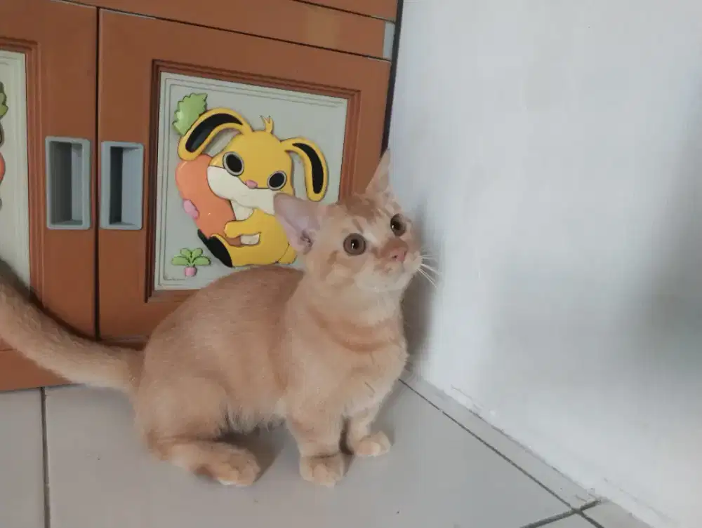 BSH munckhin cebol redgolden jantan 8bln