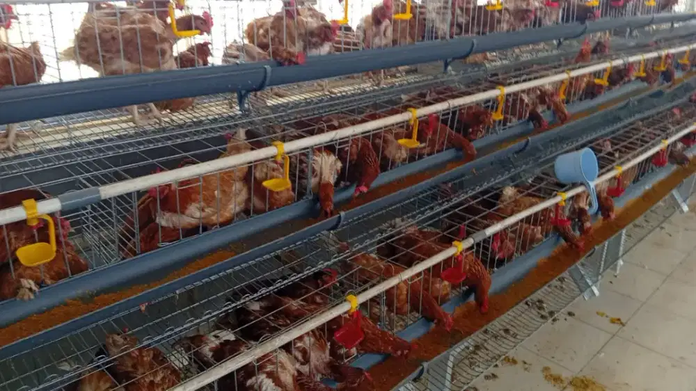 Jual borong ayam afkir