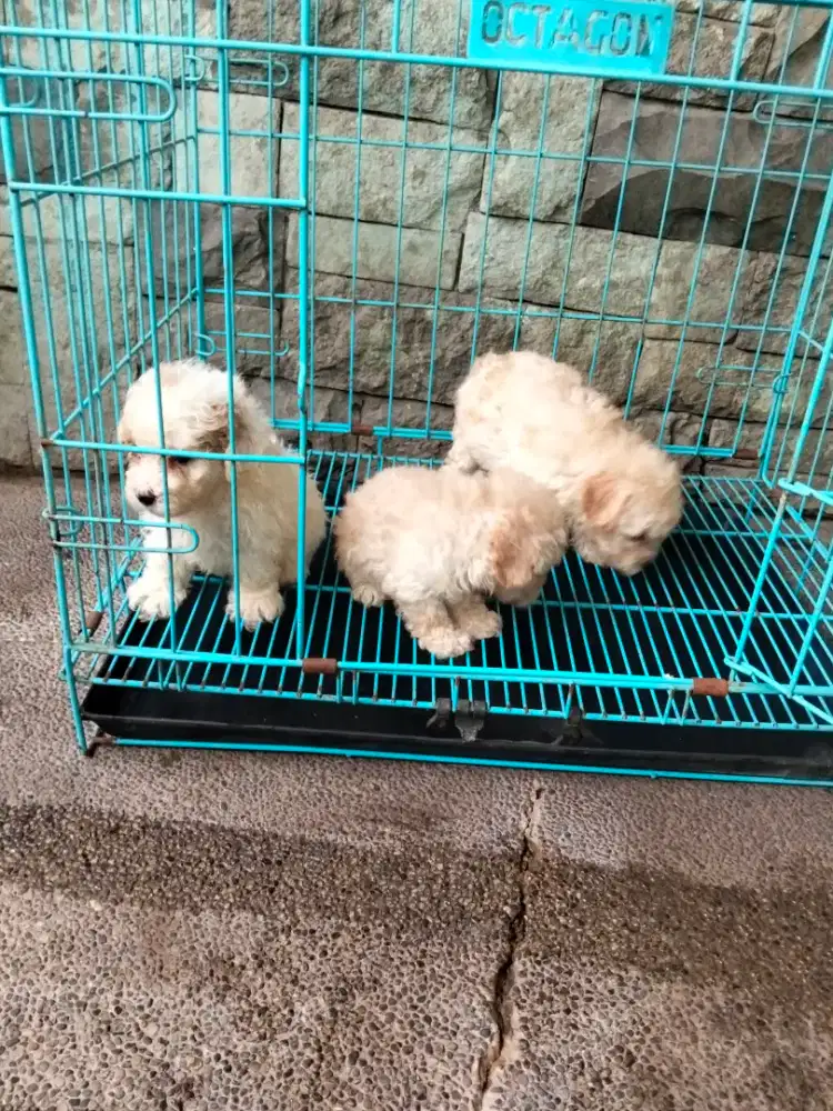 Toy Poodle Jantan