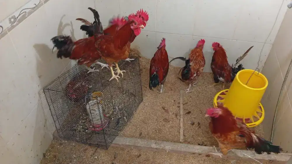 Jual ayam jago 4 ekor