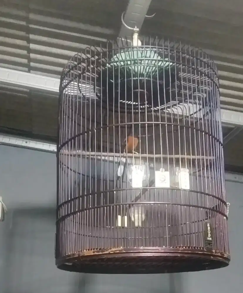 Jual Burung Murai Type F4 Sertfikat MBRK