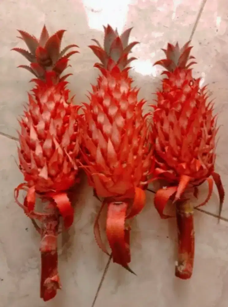 Buah nanas muda / nanas merah