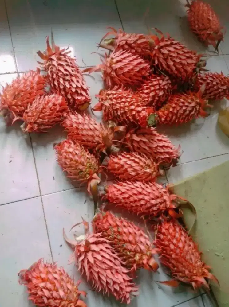 Buah nanas muda / nanas merah segar