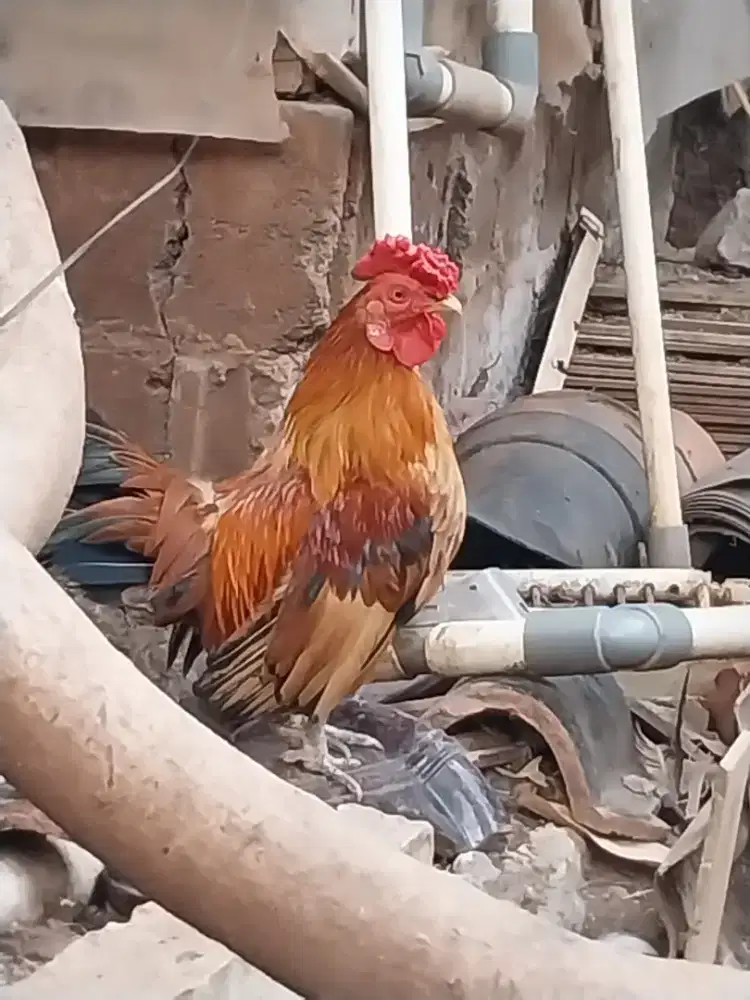 Ayam Kate Jantan