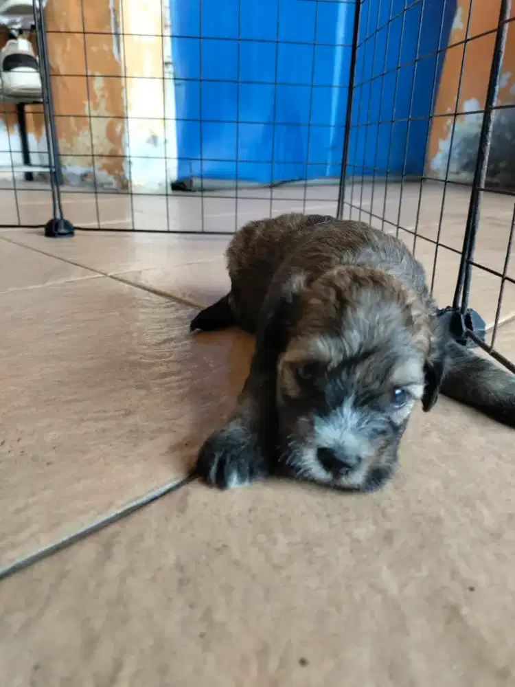Puppy anabul mix maltipo