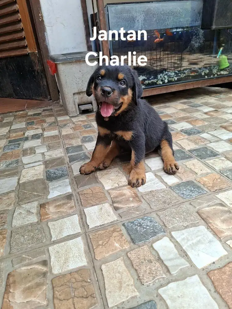 Rottweiller Puppies for Sale