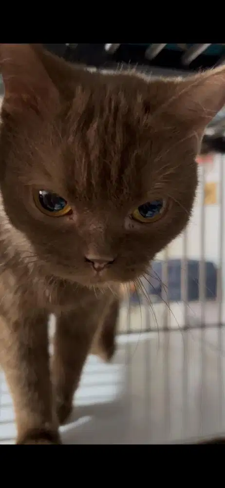 Bsh Betina Cinnamon