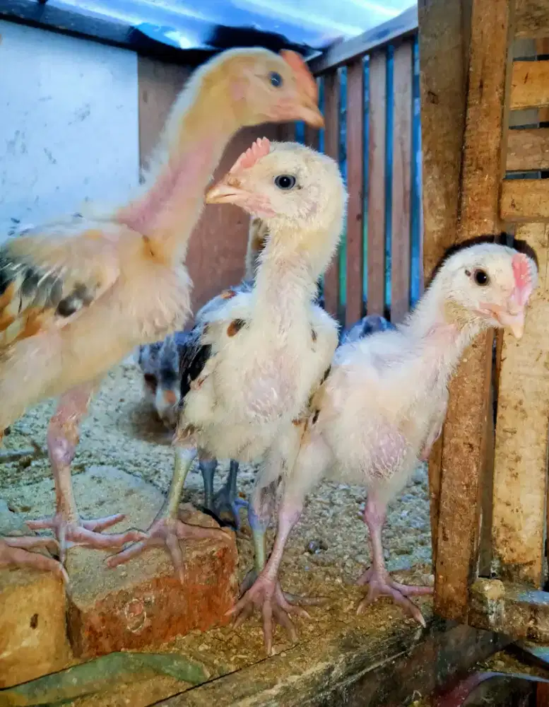 AYAM PELUNG 9 EKOR
