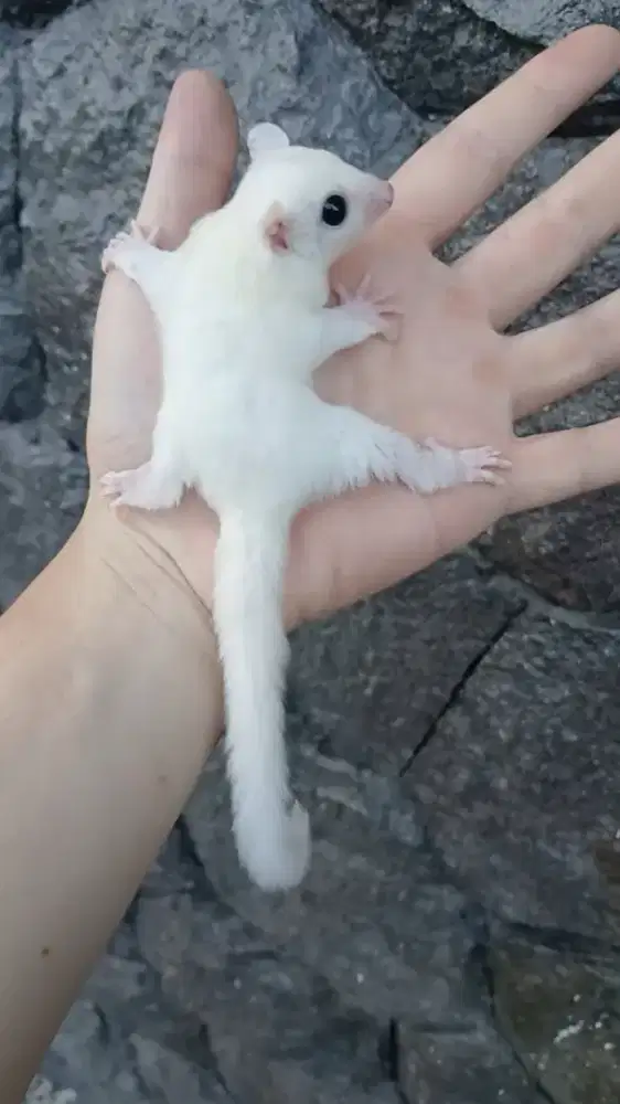 Sugar glider joey leucistic