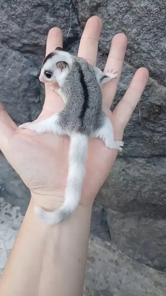 Sugar glider joey Mozaic