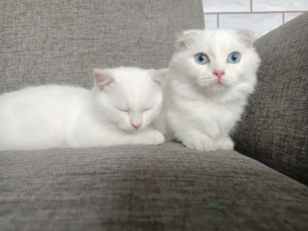 Kitten munchkin gealic & bsh