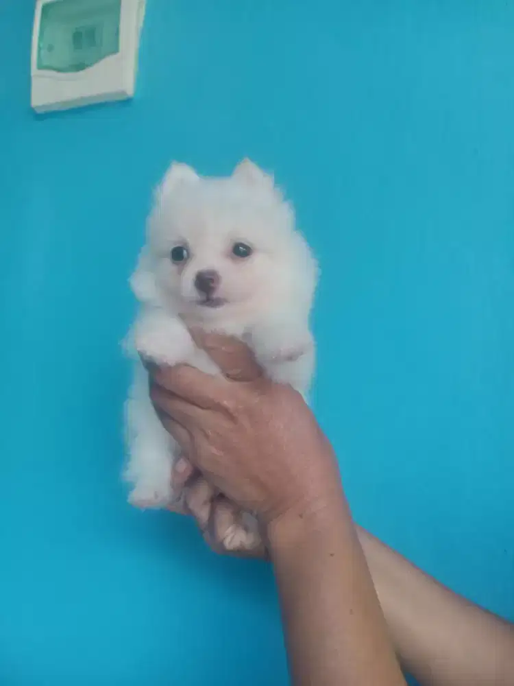 Minipom betina usia 2 bln obat cacing ok