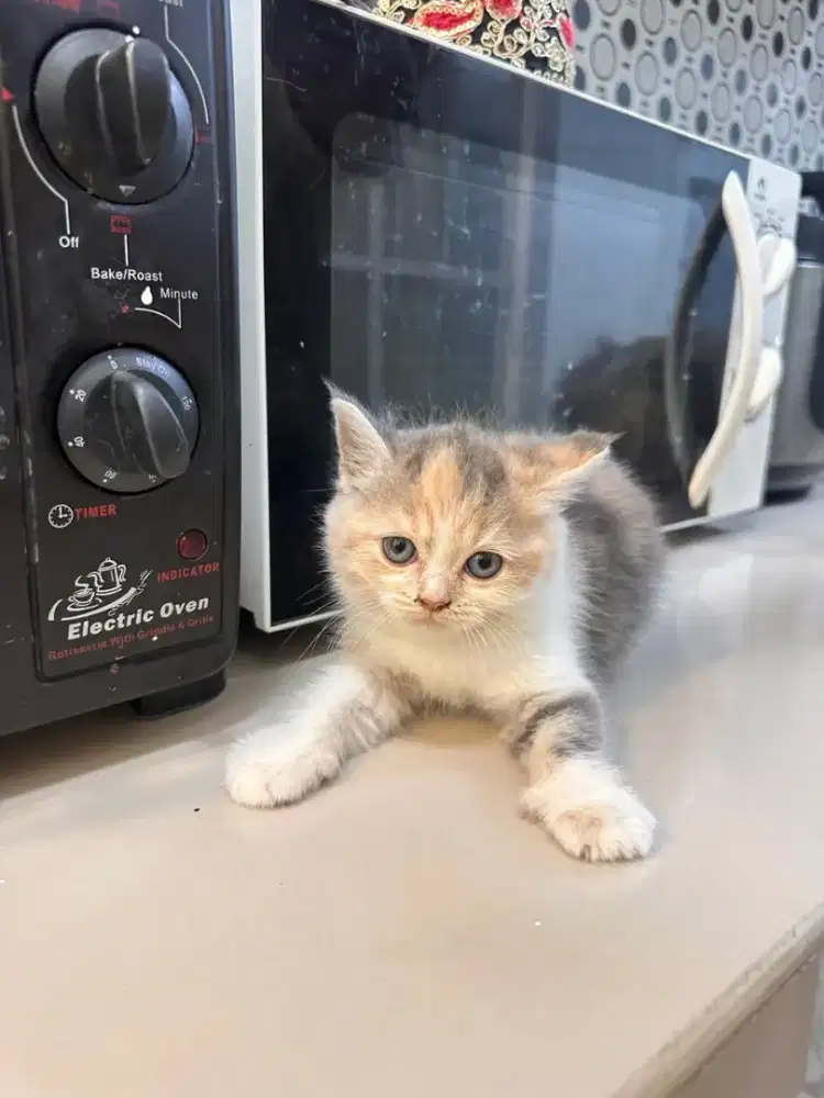 Open adopsi Anak kucing Persia mix peaknose kaki pendek