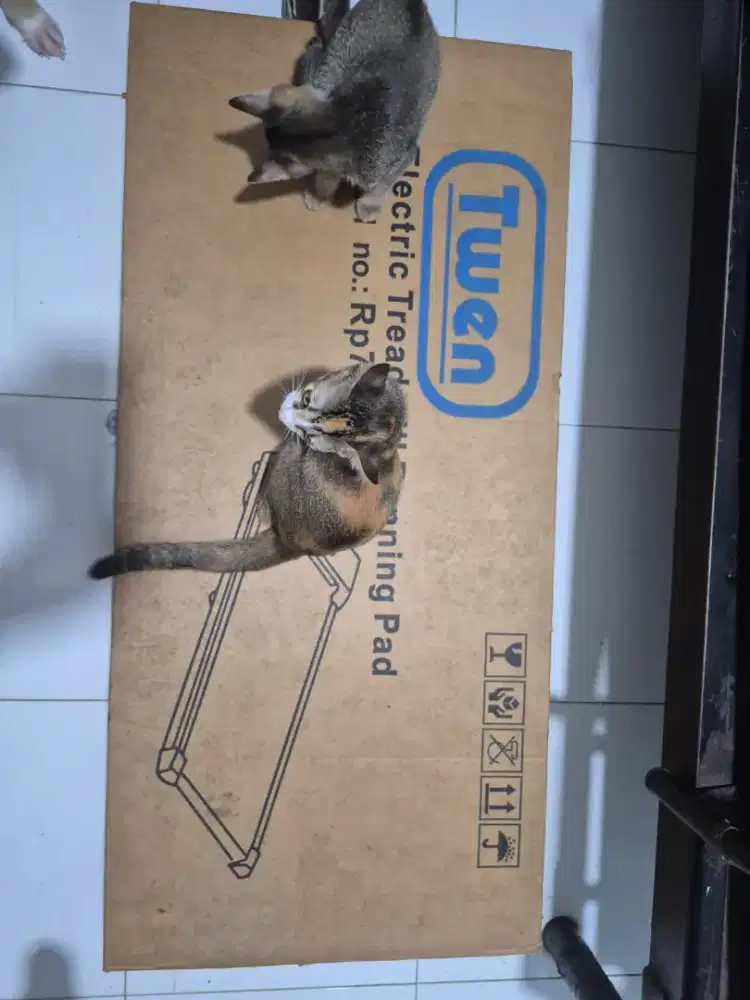 Treadmill twen cod ciledug