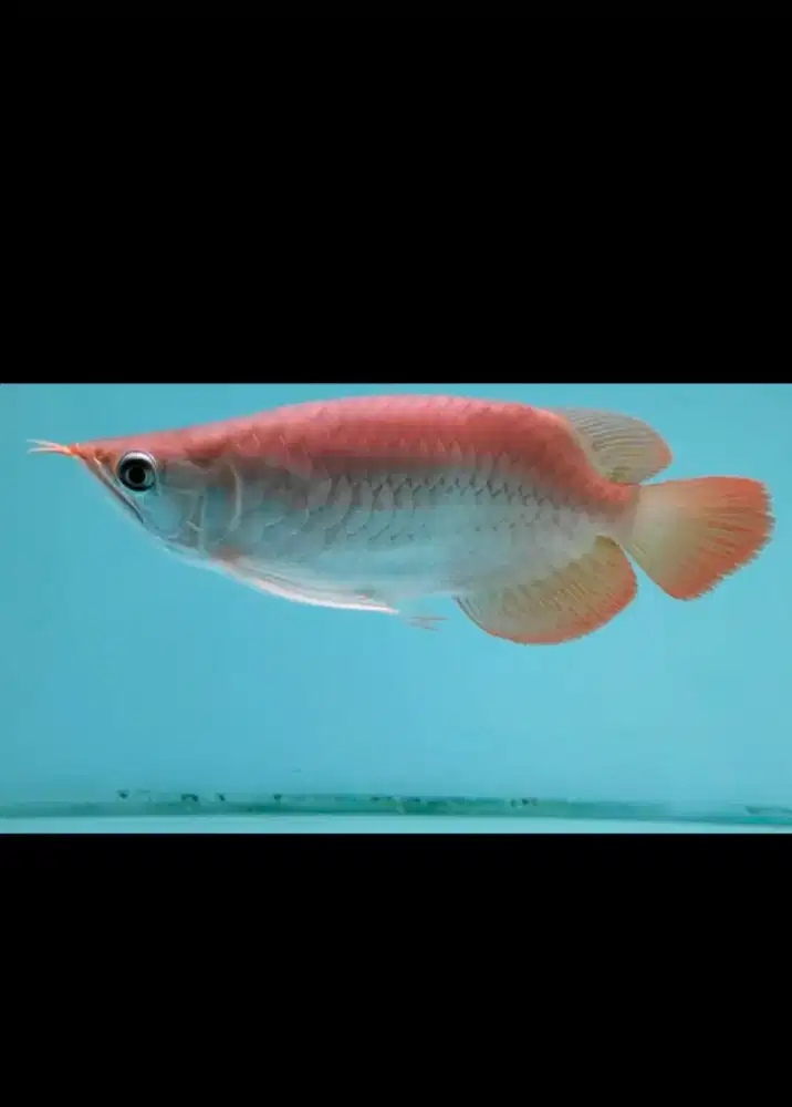 arwana super red SB short body