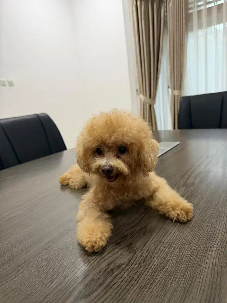 Anjing Poodle cokelat