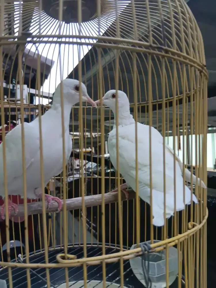 Burung puter albino MM