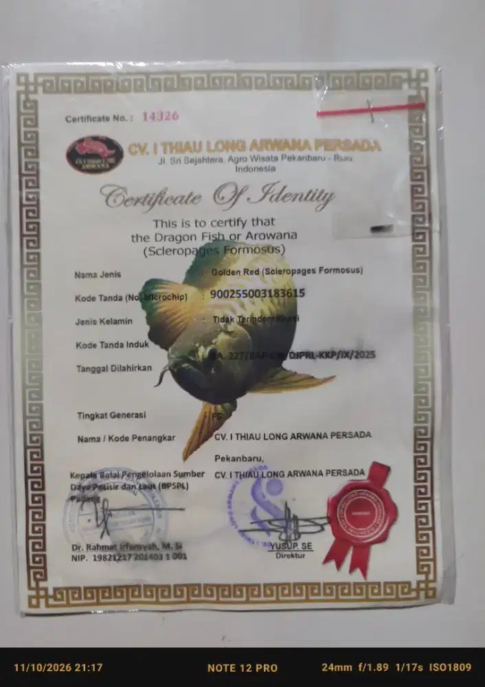 sertifikat dan chip arwana golden red