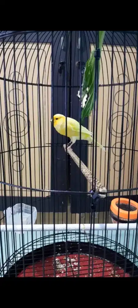 Kenari Hybird Big