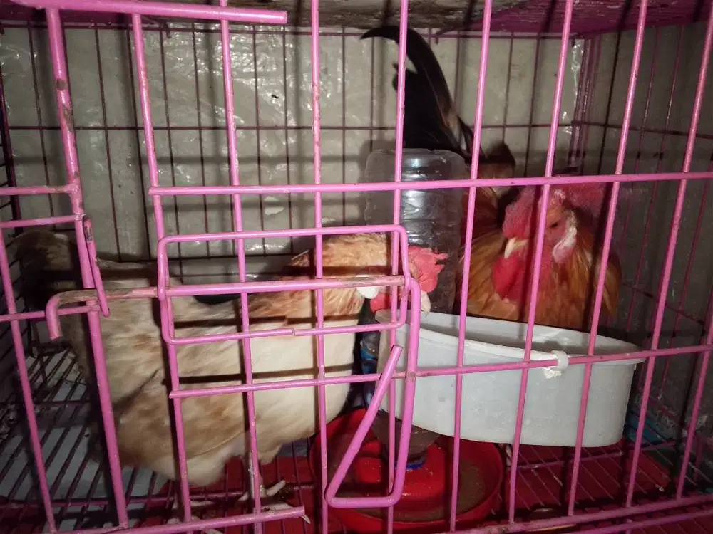 Jual borongan ayam kate sepasang ayam petelur sama burung puyuh