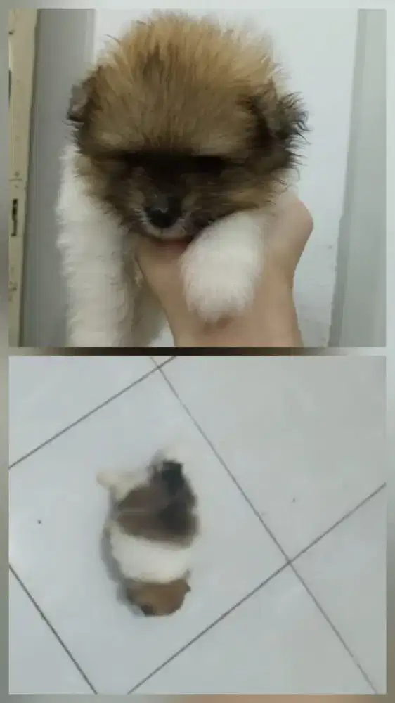 DIJUAL anakan anjing Pom non STB