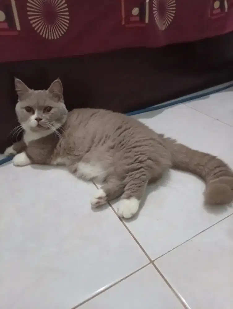 Rehome BSH Munckhin
