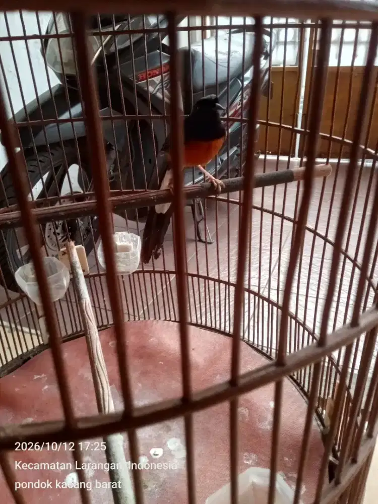 Murai batu pastol