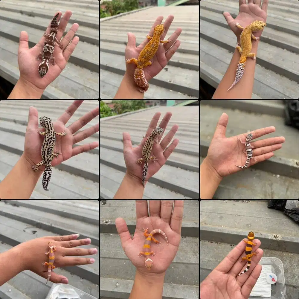 Leopard Gecko Start 100-500