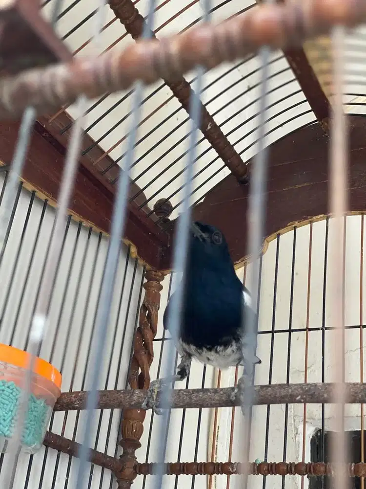 BURUNG KACER JANTAN
