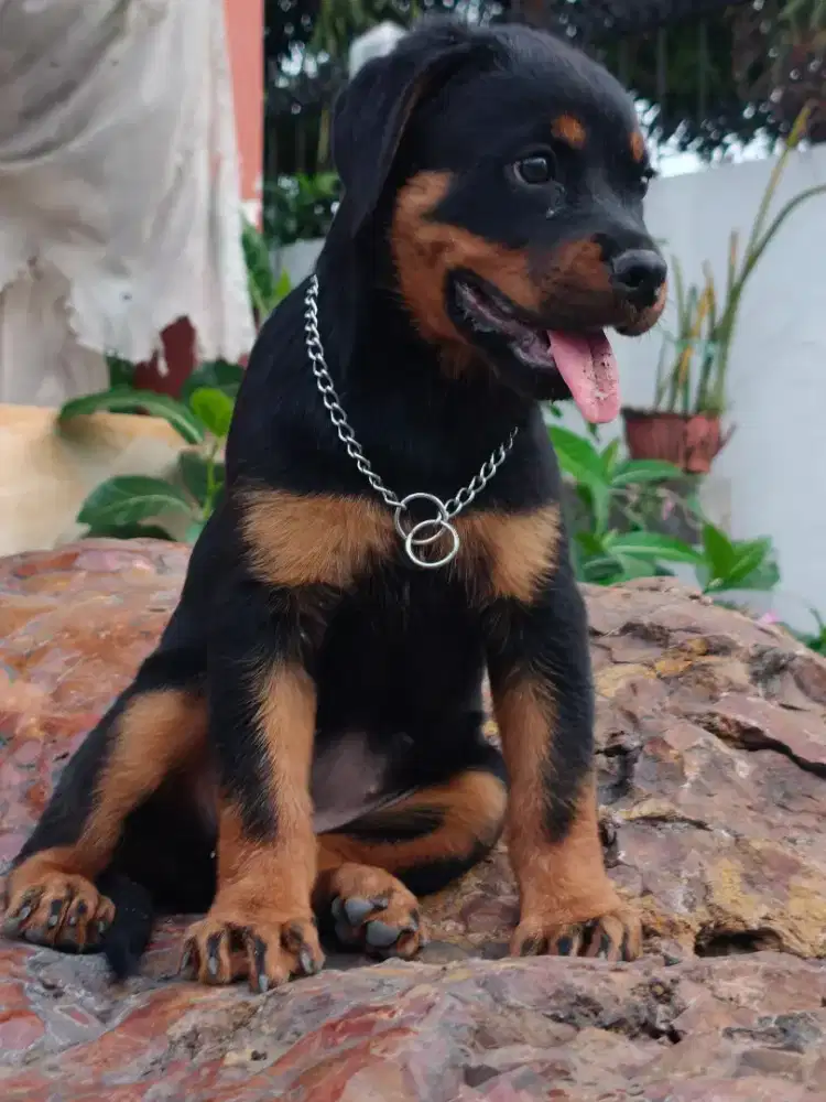 ROTTWEILER PUPPY