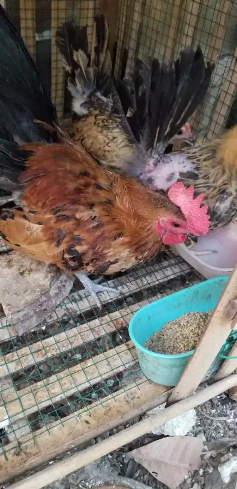 Ayam kate mix serama