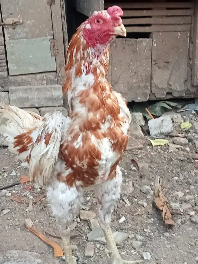 Ayam jago bangkok