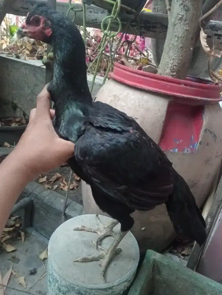 Ayam Betina koyngon (pakoy Mangon jambul