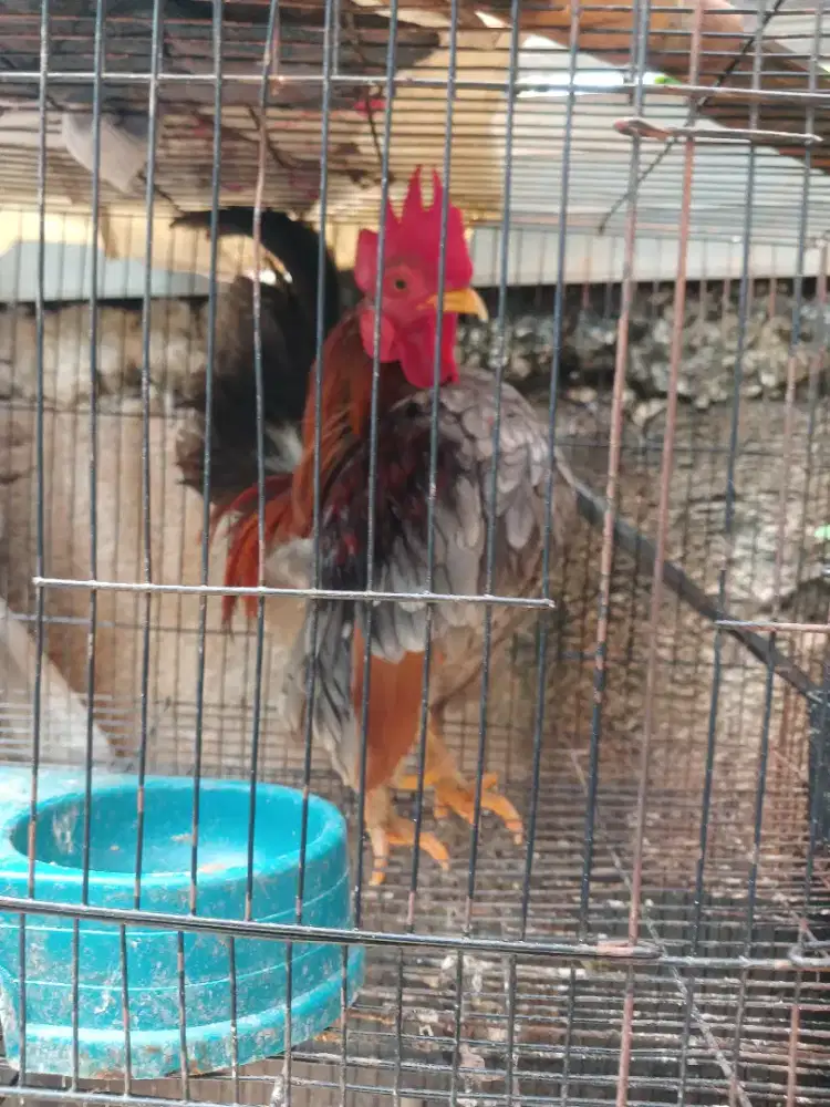 Ayam Serama borongan