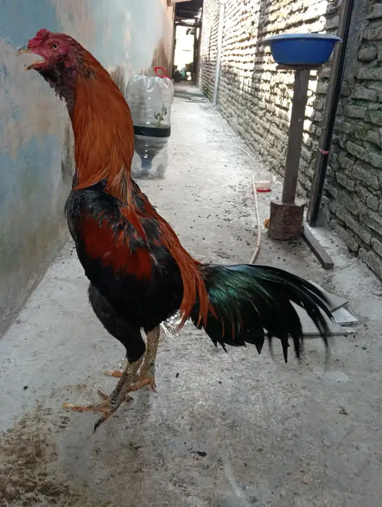 Ayam brewok wiring galeh Bangkok Mangon uk 4,5 bahu lebar