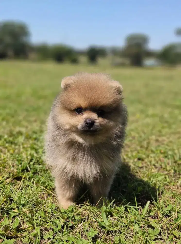 Anjing minipom jantan