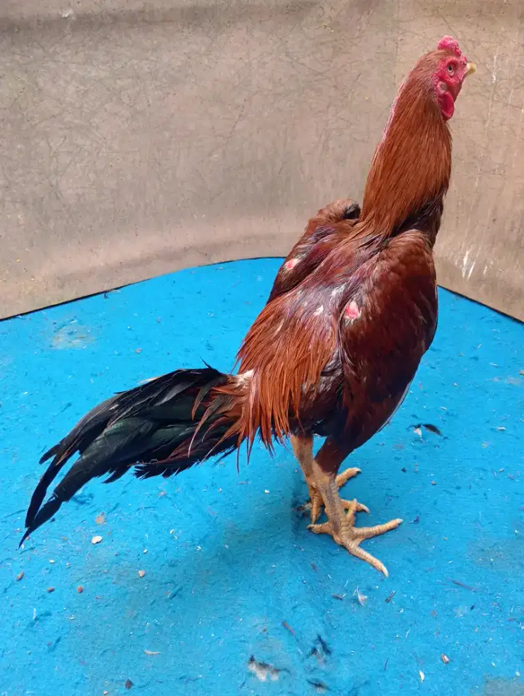 Ayam Bangkok Mangon umur 8 bln