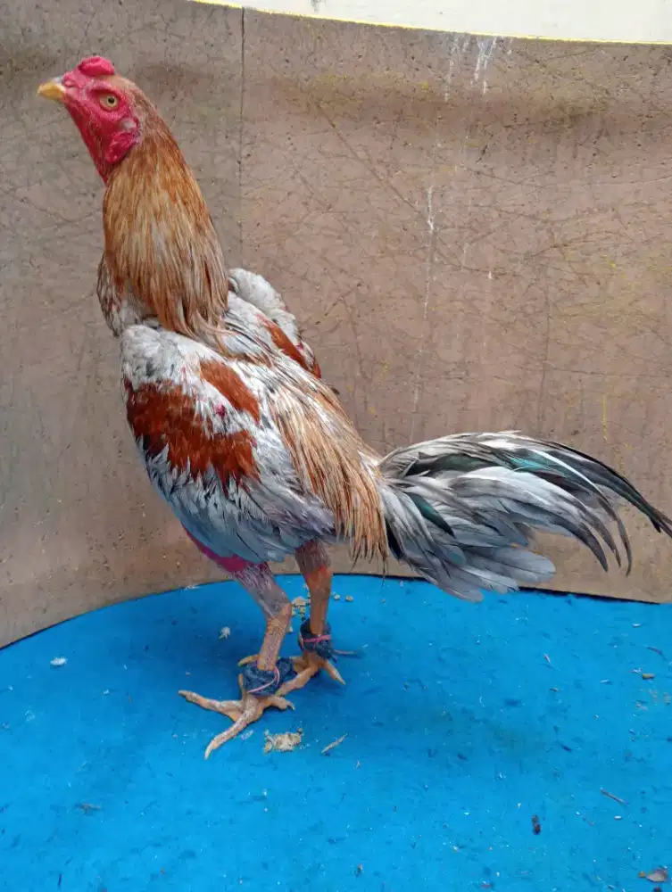 Ayam Bangkok klasik main ngelock ngalung lengket