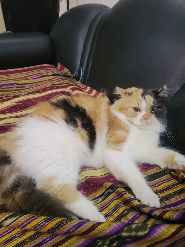 KUCING KITTEN PERSIAN BULU KAPAS BETINA LONGHAIR