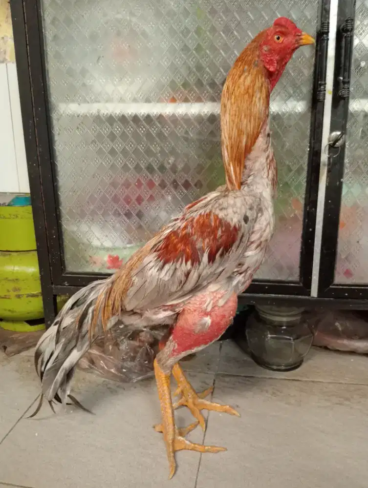 Ayam Bangkok klasik main ngalung ngelock pkul jalu