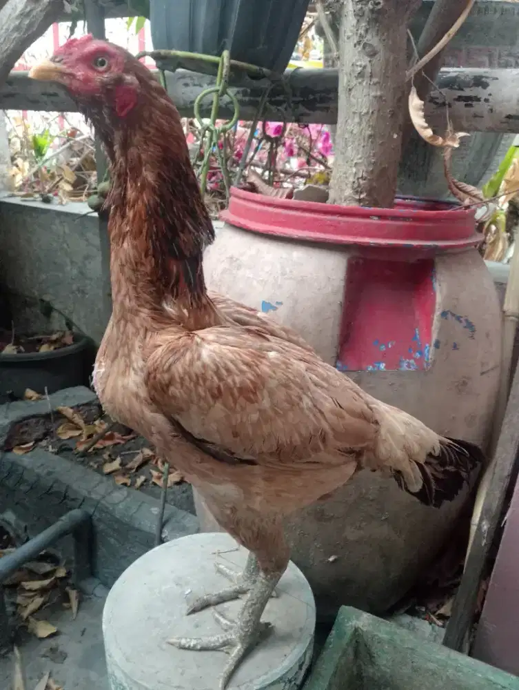 Ayam Bangkok mangon brewok produk 3x