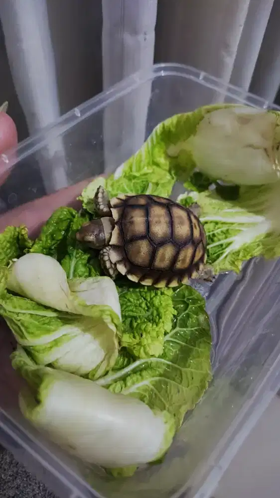 Kura kura sulcata