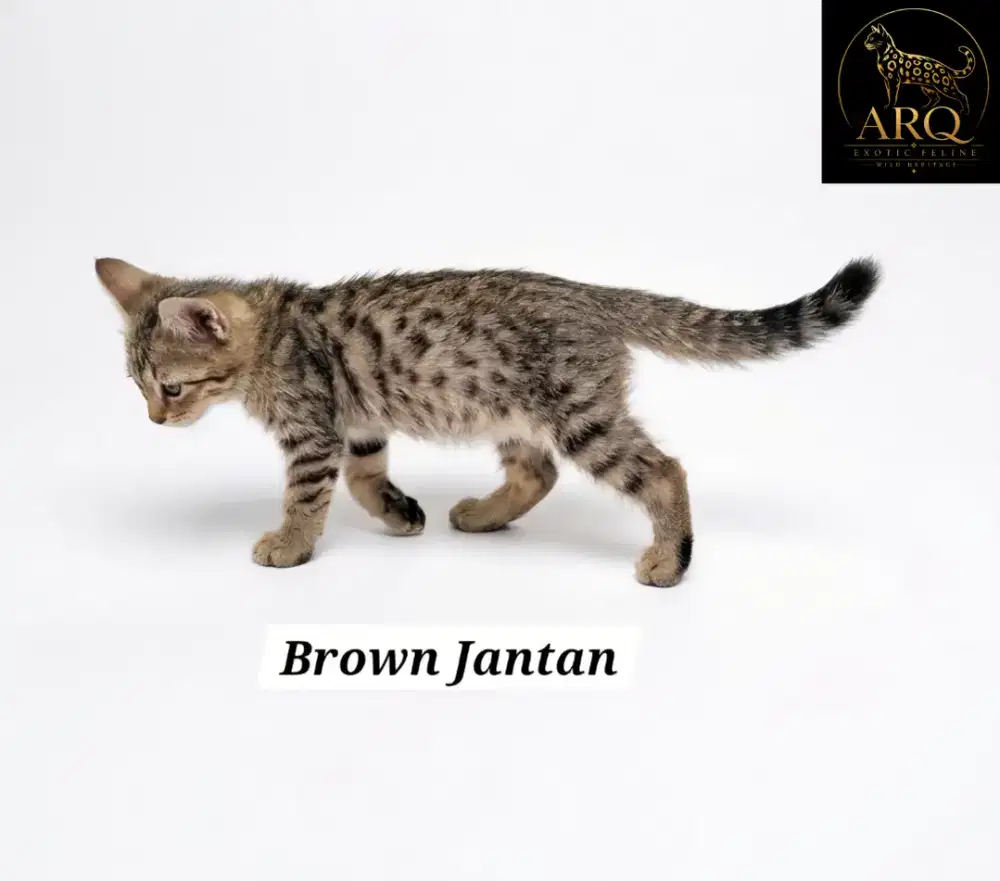 Kucing Kitten Bngal Mix Persia Grade Premium