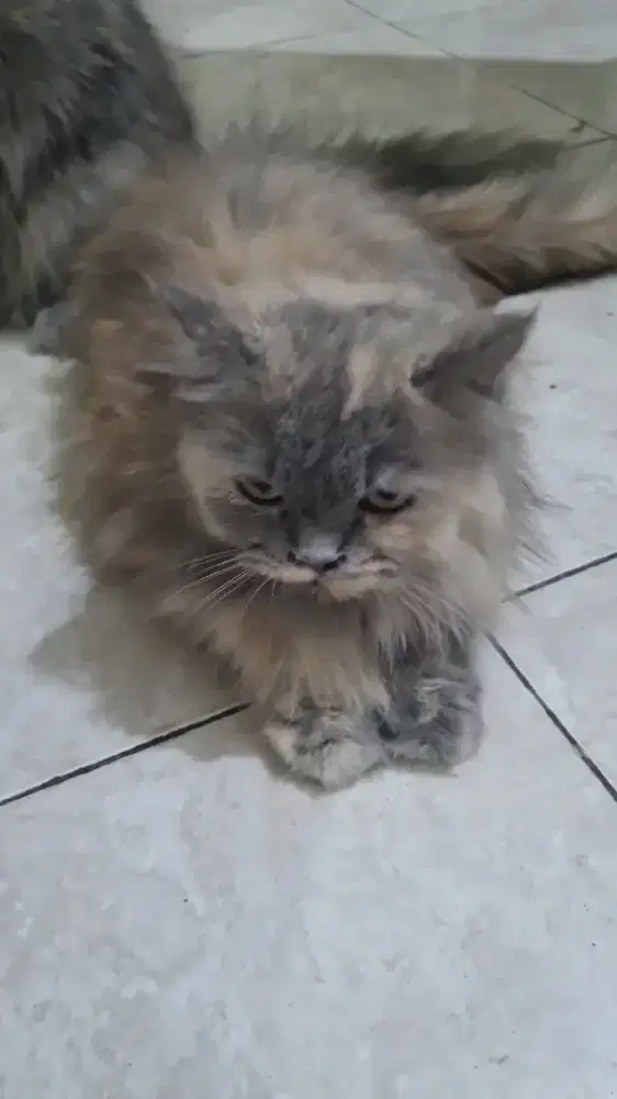 Kucing persia munchkin