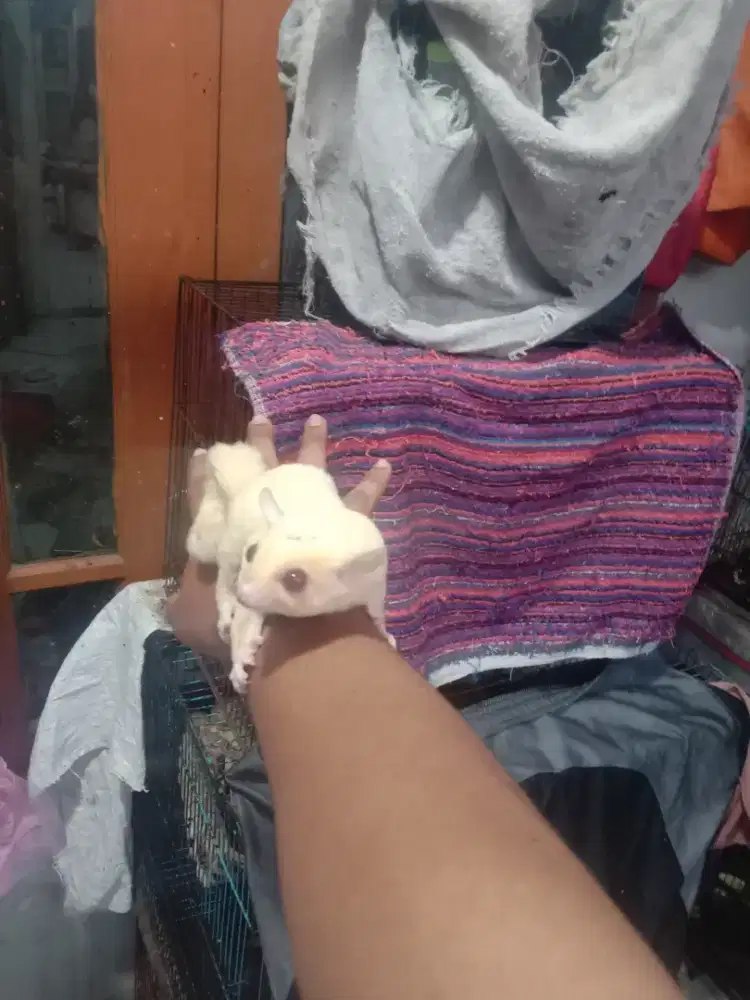 Sugar glider creamino jantan